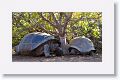 Giant tortoises, Alcedo Volcano